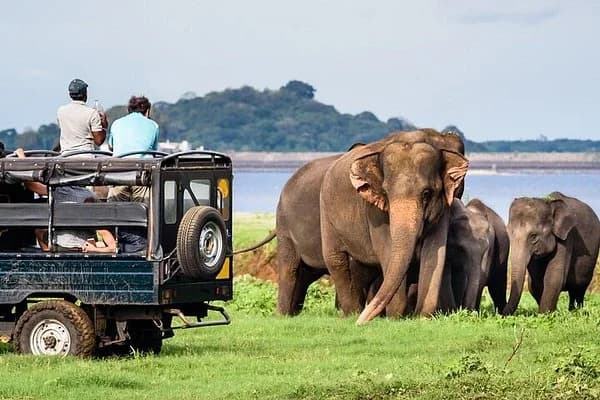 Mirissa to Udawalawe Safari Package